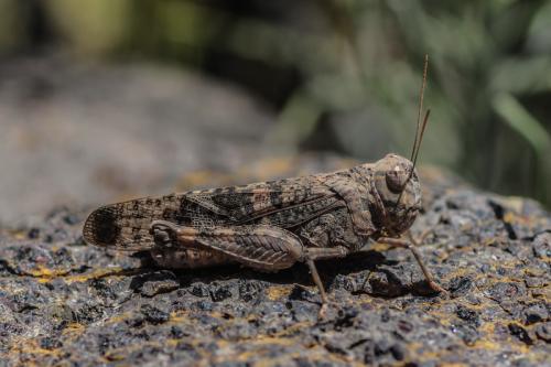 Scintharista notabilis
